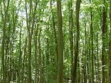 Licht_im_Wald_01