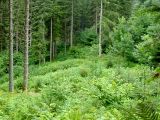 Licht_im_Wald_02