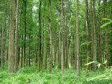 Licht_im_Wald_03