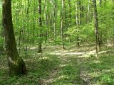 Licht_im_Wald_04