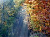 Licht_im_Wald_05