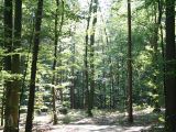 Licht_im_Wald_06