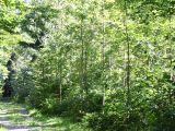 Licht_im_Wald_07