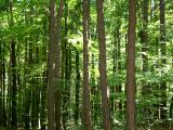 Licht_im_Wald_08