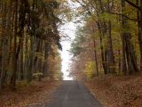 Licht_im_Wald_09