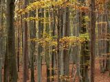 Licht_im_Wald_10
