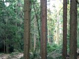 Lichtungshiebe_02