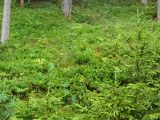Verjuengungsflaeche_04