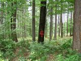 Holzauszeige_06