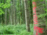 Holzauszeige_07
