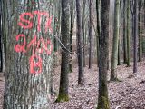 Holzauszeige_17