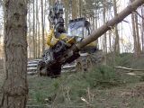 Qualitaetswaldpflege_14