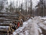 Qualitaetswaldpflege_16