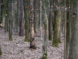 Ungepflegter_Wald_07