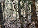 Ungepflegter_Wald_08