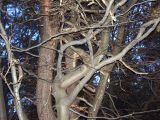 Ungepflegter_Wald_11