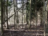 Ungepflegter_Wald_14