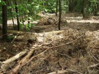 Waldverwuestung_01