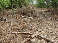 Waldverwuestung_02