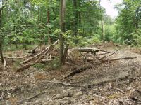 Waldverwuestung_03