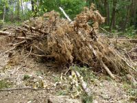 Waldverwuestung_05