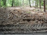 Waldverwuestung_07