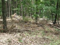 Waldverwuestung_08