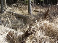 Waldverwuestung_09
