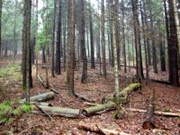 Waldverwuestung_10