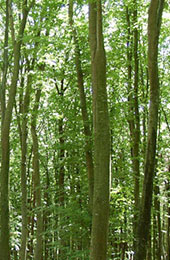 Licht_im_Wald_01.jpg