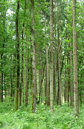 Licht_im_Wald_03.jpg