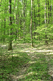 Licht_im_Wald_04.jpg