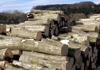 holz_02