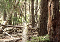 wald_01