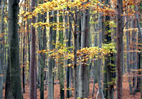 wald_03