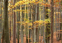 wald_05