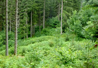 wald_10
